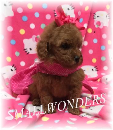 small wonders toy poodles